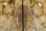 Tall Colorful Petrified Wood Bookends - Washington #382176-1